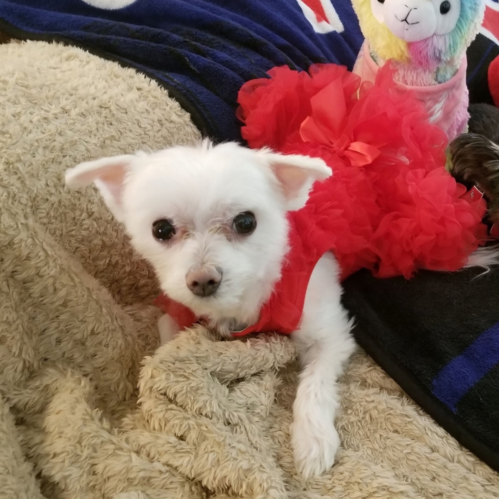 Pawpatu Red Ruffled Dog Dress - Picture 5 of 5